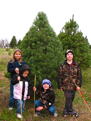 Picking your own Live and fresh Christmas Trees are a great Family Tradition at Pleasant Ridge Farm in Ranoul, Kansas