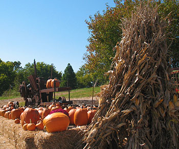 Pumpkins, Corn, and Hay galore at Pleasant Ridge Farm in Ranoul, Kansas.