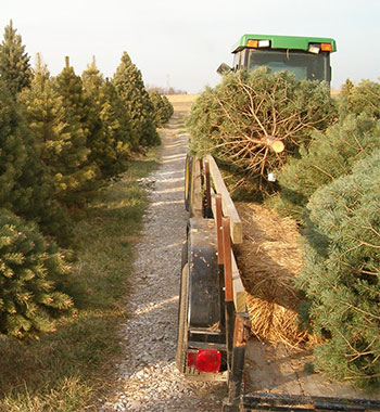 Fresh and live trees are a great Christmas Tradition at Memory Lane Tree Farm in Pleasant Ridge Farm located in Ranoul, Kansas.