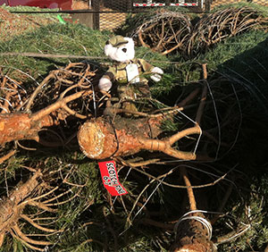 The Pleasant Ridge Farm trees for troops bear helps us raise money for the foundation with the generous donations from the Northeast Kansas, Ottawa, Wudora, Paola, Lawrence, Olathe, and Kansas City area. 